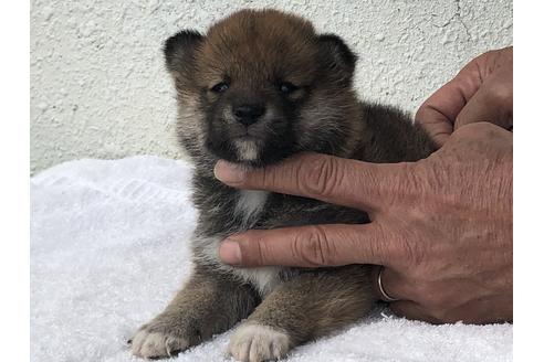 成約済の愛知県の柴犬-123106の4枚目