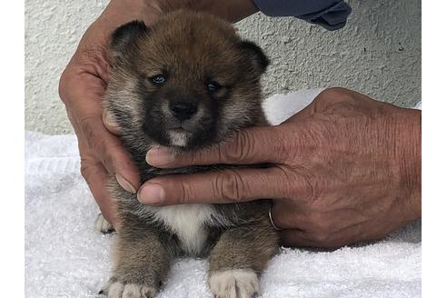 成約済の愛知県の柴犬-123106の2枚目