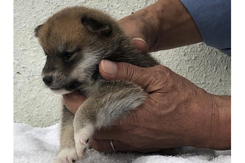 成約済の愛知県の柴犬-123108の4枚目
