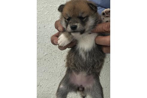 成約済の愛知県の柴犬-123108の2枚目