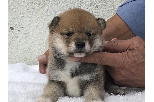 成約済の愛知県の柴犬-123109の14枚目