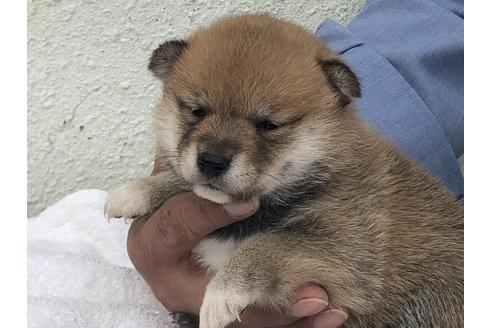 成約済の愛知県の柴犬-123109の13枚目