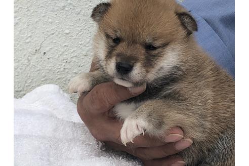 成約済の愛知県の柴犬-123109の12枚目