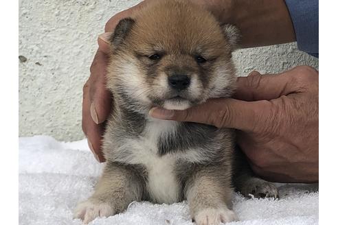 成約済の愛知県の柴犬-123109の11枚目