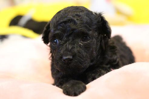 成約済の愛知県のトイプードル-120278の18枚目