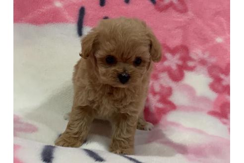 成約済の滋賀県のミックス犬-117444の7枚目