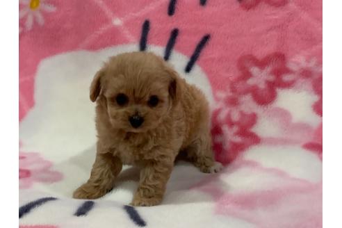 成約済の滋賀県のミックス犬-117444の5枚目