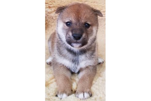 成約済の北海道の柴犬-123131