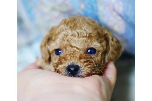 成約済の香川県のトイプードル-122595の1枚目