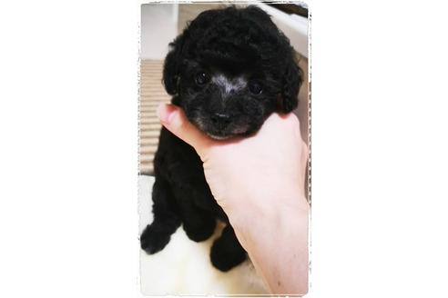 成約済の福岡県のティーカッププードル-123137の3枚目