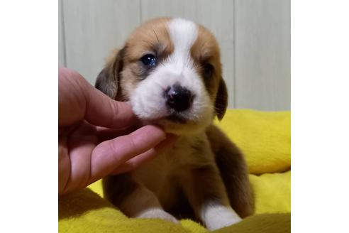 成約済の神奈川県のミックス犬-123144の1枚目
