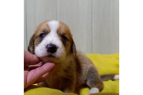 成約済の神奈川県のミックス犬-123144の5枚目