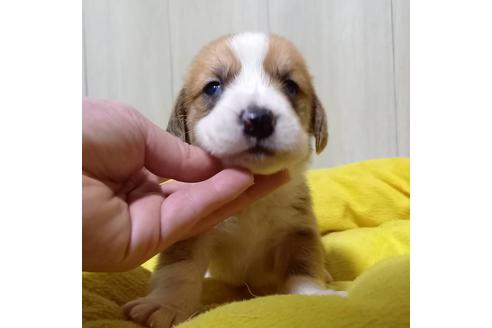 成約済の神奈川県のミックス犬-123144の3枚目