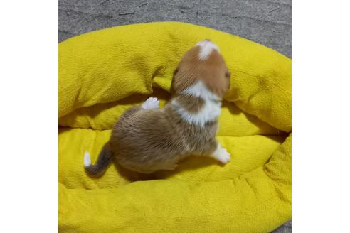 成約済の神奈川県のミックス犬-123144の2枚目