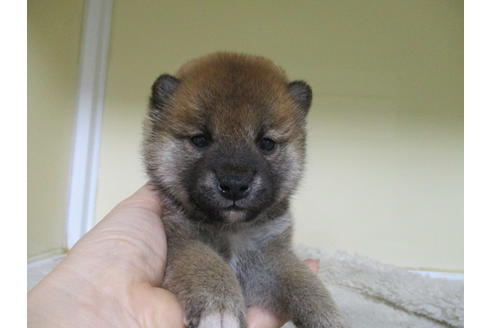 成約済の岡山県の柴犬-123184の1枚目