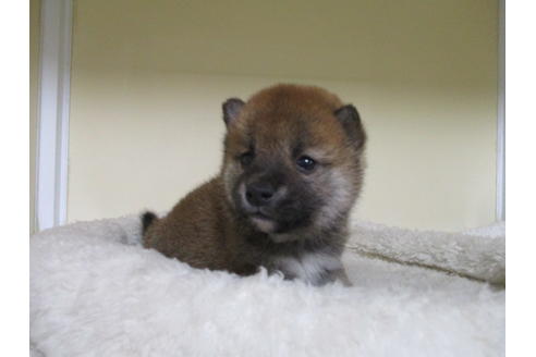 成約済の岡山県の柴犬-123184の5枚目