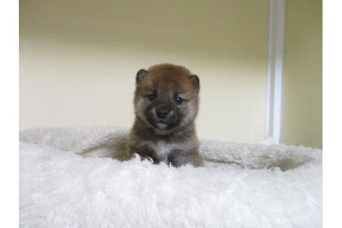 成約済の岡山県の柴犬-123184の4枚目