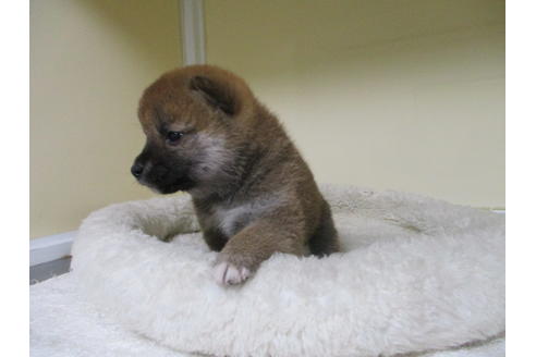 成約済の岡山県の柴犬-123184の3枚目