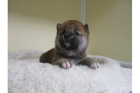 成約済の岡山県の柴犬-123184の2枚目