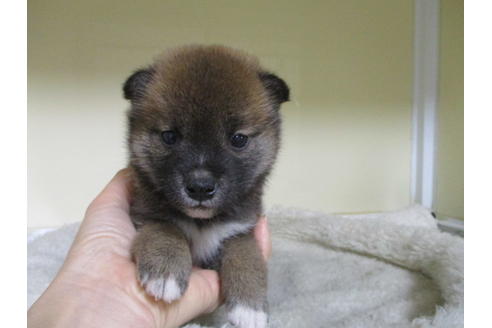 成約済の岡山県の柴犬-123186の1枚目