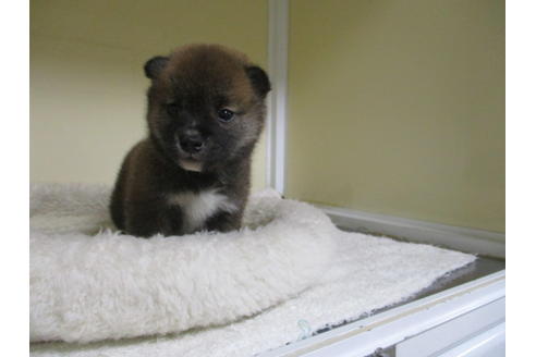 成約済の岡山県の柴犬-123186の3枚目