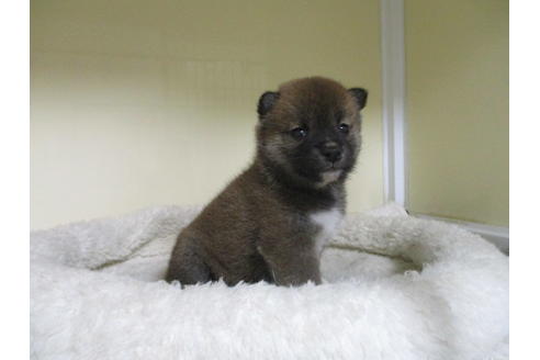 成約済の岡山県の柴犬-123186の2枚目