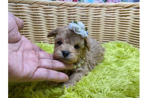 成約済の秋田県のマルプー:マルチーズ×トイプードル-123223の6枚目