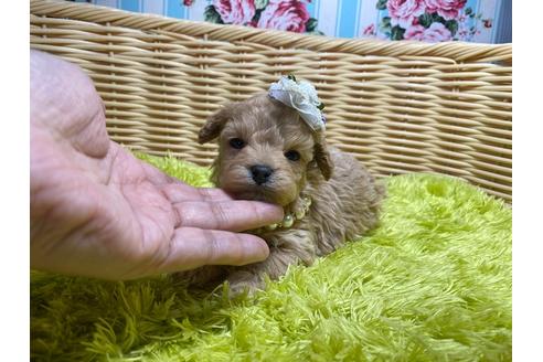 成約済の秋田県のマルプー:マルチーズ×トイプードル-123223の4枚目