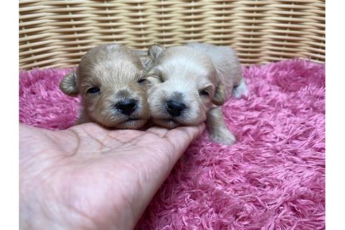 成約済の秋田県のマルプー:マルチーズ×トイプードル-123225の8枚目