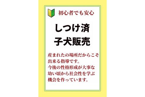 成約済の秋田県のポメプー:ポメラニアン×トイプードル-123233の3枚目