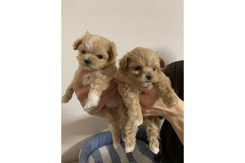 成約済の山形県のマルプー:マルチーズ×トイプードル-121365の2枚目