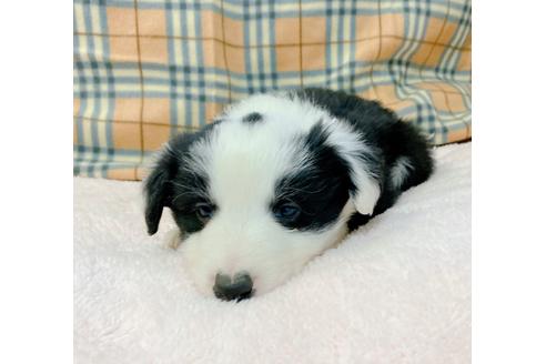 成約済の山口県のボーダーコリー-123251の4枚目