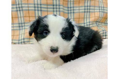 成約済の山口県のボーダーコリー-123251の2枚目