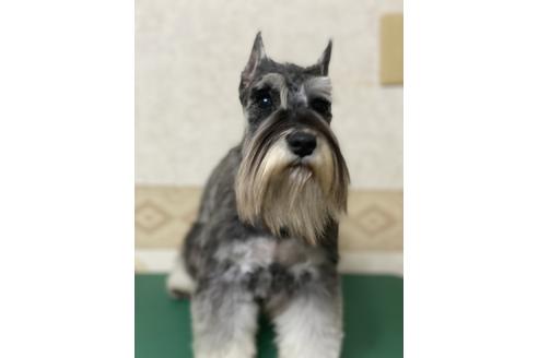 成約済の埼玉県のミニチュアシュナウザー-123263の1枚目