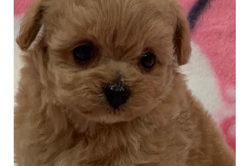 成約済の滋賀県のミックス犬-117444の4枚目