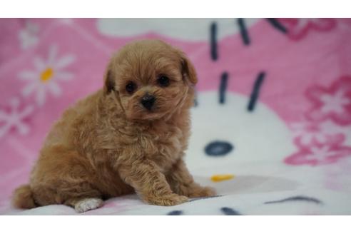 成約済の滋賀県のミックス犬-117444の3枚目