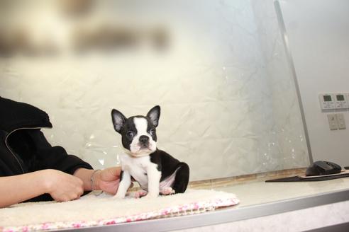 成約済の東京都のボストンテリア-123278の1枚目