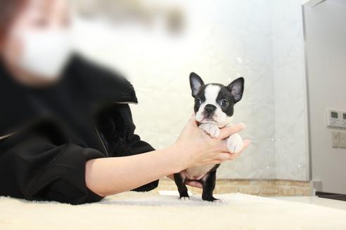 成約済の東京都のボストンテリア-123278の6枚目