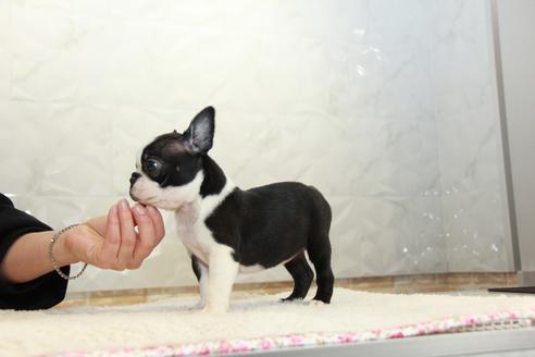 成約済の東京都のボストンテリア-123278の5枚目