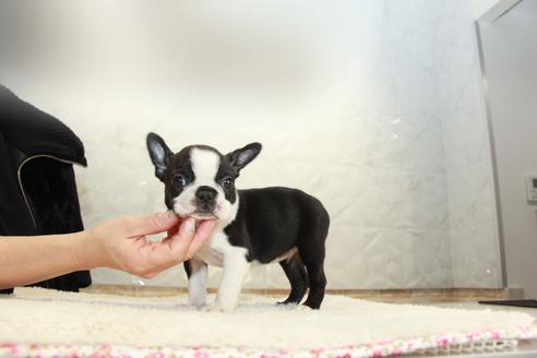 成約済の東京都のボストンテリア-123278の4枚目