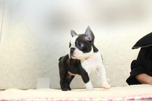 成約済の東京都のボストンテリア-123278の3枚目