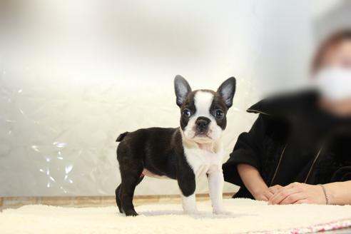 成約済の東京都のボストンテリア-123278の2枚目