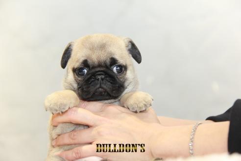 成約済の東京都のパグ-123279の7枚目