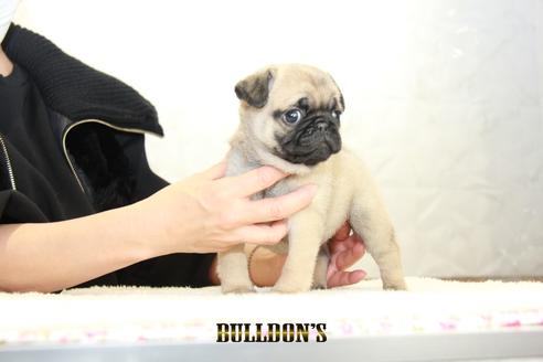 成約済の東京都のパグ-123279の6枚目