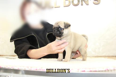 成約済の東京都のパグ-123279の4枚目