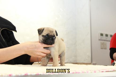 成約済の東京都のパグ-123279の3枚目