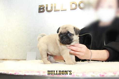 成約済の東京都のパグ-123279の2枚目