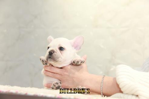 成約済の東京都のフレンチブルドッグ-123285の7枚目