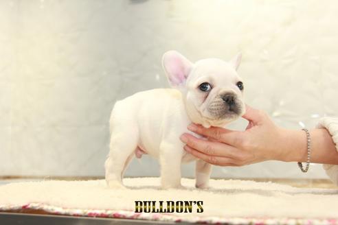 成約済の東京都のフレンチブルドッグ-123285