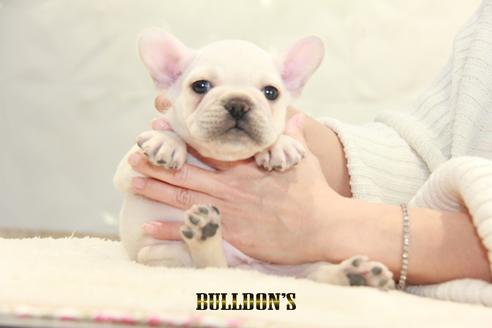 成約済の東京都のフレンチブルドッグ-123285の6枚目